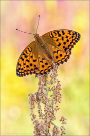 Feuriger Perlmuttfalter (Fabriciana adippe) 12