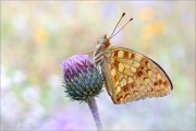Feuriger Perlmuttfalter (Fabriciana adippe) 27