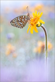 Mittlerer Perlmuttfalter (Fabriciana niobe) 07