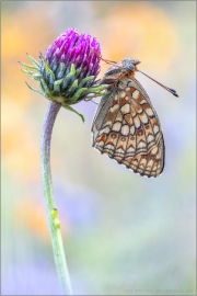 Mittlerer Perlmuttfalter (Fabriciana niobe) 10