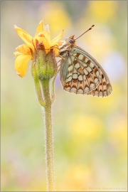 Mittlerer Perlmuttfalter (Fabriciana niobe) 11