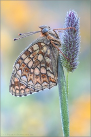 Mittlerer Perlmuttfalter (Fabriciana niobe) 09