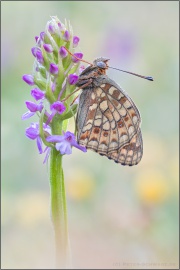 Mittlerer Perlmuttfalter (Fabriciana niobe) 12