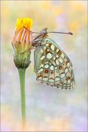 Mittlerer Perlmuttfalter (Fabriciana niobe) 23