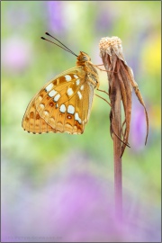 Feuriger Perlmuttfalter (Fabriciana adippe) 26