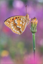 Feuriger Perlmuttfalter (Fabriciana adippe) 13