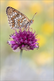 Flockenblumen-Scheckenfalter 06 (Melitaea phoebe)