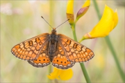 Goldener Scheckenfalter 12 (Euphydryas aurinia)