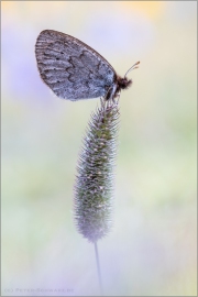 Graubrauner Mohrenfalter 02 (Erebia pandrose)