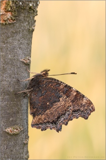 Großer Fuchs (Nymphalis polychloros) 04