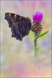 Großer Fuchs (Nymphalis polychloros) 13