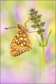 Großer Perlmuttfalter (Speyeria aglaja) 19