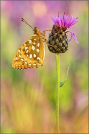 Großer Perlmuttfalter (Speyeria aglaja) 21