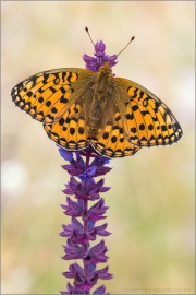 Großer Perlmuttfalter (Speyeria aglaja) 14