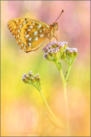 Großer Perlmuttfalter (Speyeria aglaja) 26