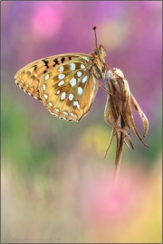 Großer Perlmuttfalter (Speyeria aglaja) 20