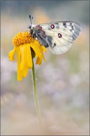 Hochalpen-Apollo (Parnassius sacerdos) 07