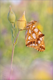 Kleiner Perlmutterfalter (Issoria lathonia) 18