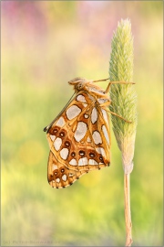 Kleiner Perlmutterfalter (Issoria lathonia) 14