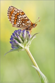 Westlicher Scheckenfalter (Melitaea parthenoides) 11