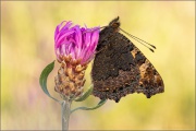 Kleiner Fuchs (Aglais urticae) 05