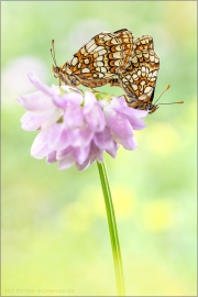 Ehrenpreis-Scheckenfalter Kopula (Melitaea aurelia) 06