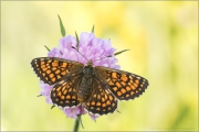 Leinkraut-Scheckenfalter (Melitaea deione) 07