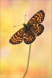 Leinkraut-Scheckenfalter (Melitaea deione) 08