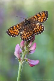 Leinkraut-Scheckenfalter (Melitaea deione) 05