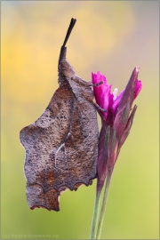 Zürgelbaum-Schnauzenfalter (Libythea celtis) 04