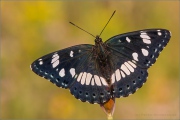 Blauschwarzer Eisvogel (Limenitis reducta) 09