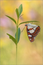 Blauschwarzer Eisvogel (Limenitis reducta) 08