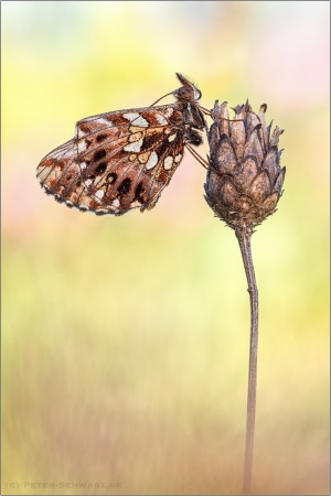 Magerrasen-Perlmuttfalter (Boloria dia) 18