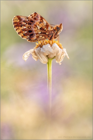 Magerrasen-Perlmuttfalter (Boloria dia) 17