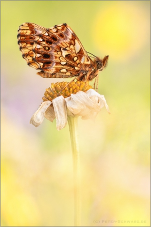 Magerrasen-Perlmuttfalter (Boloria dia) 13