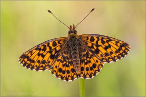 Magerrasen-Perlmuttfalter (Boloria dia) 14