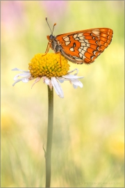 Maivogel (Euphydryas maturna) 04