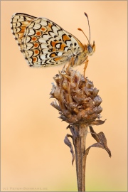 Flockenblumen Scheckenfalter (Melitaea phoebe) 15