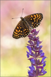 Wachtelweizen-Scheckenfalter 16 (Melitaea athalia)