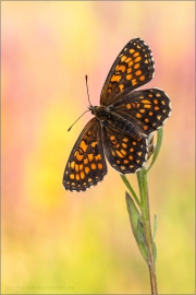 Wachtelweizen-Scheckenfalter 15 (Melitaea athalia)