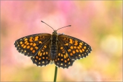 Wachtelweizen-Scheckenfalter 13 (Melitaea athalia)