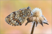 Wachtelweizen-Scheckenfalter 12 (Melitaea athalia)