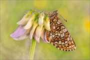 Ehrenpreis-Scheckenfalter (Melitaea aurelia) 05