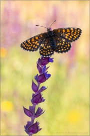 Ehrenpreis-Scheckenfalter (Melitaea aurelia) 24