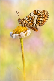 Ehrenpreis-Scheckenfalter (Melitaea aurelia) 18