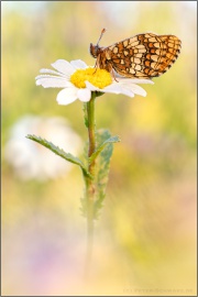 Ehrenpreis-Scheckenfalter (Melitaea aurelia) 15