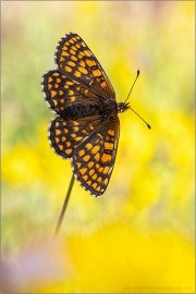 Ehrenpreis-Scheckenfalter (Melitaea aurelia) 19