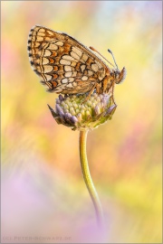 Ehrenpreis-Scheckenfalter (Melitaea aurelia) 23