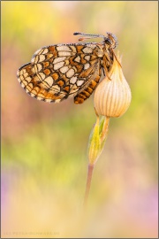 Ehrenpreis-Scheckenfalter (Melitaea aurelia) 17