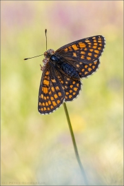 Ehrenpreis-Scheckenfalter (Melitaea aurelia) 14